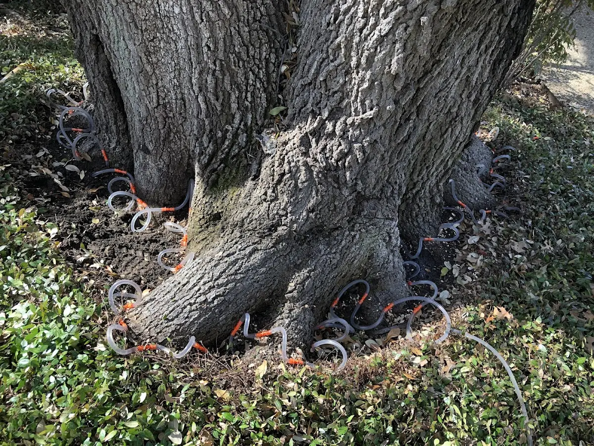 Detailed Tree Cabling and Bracing job site in Bay Pines