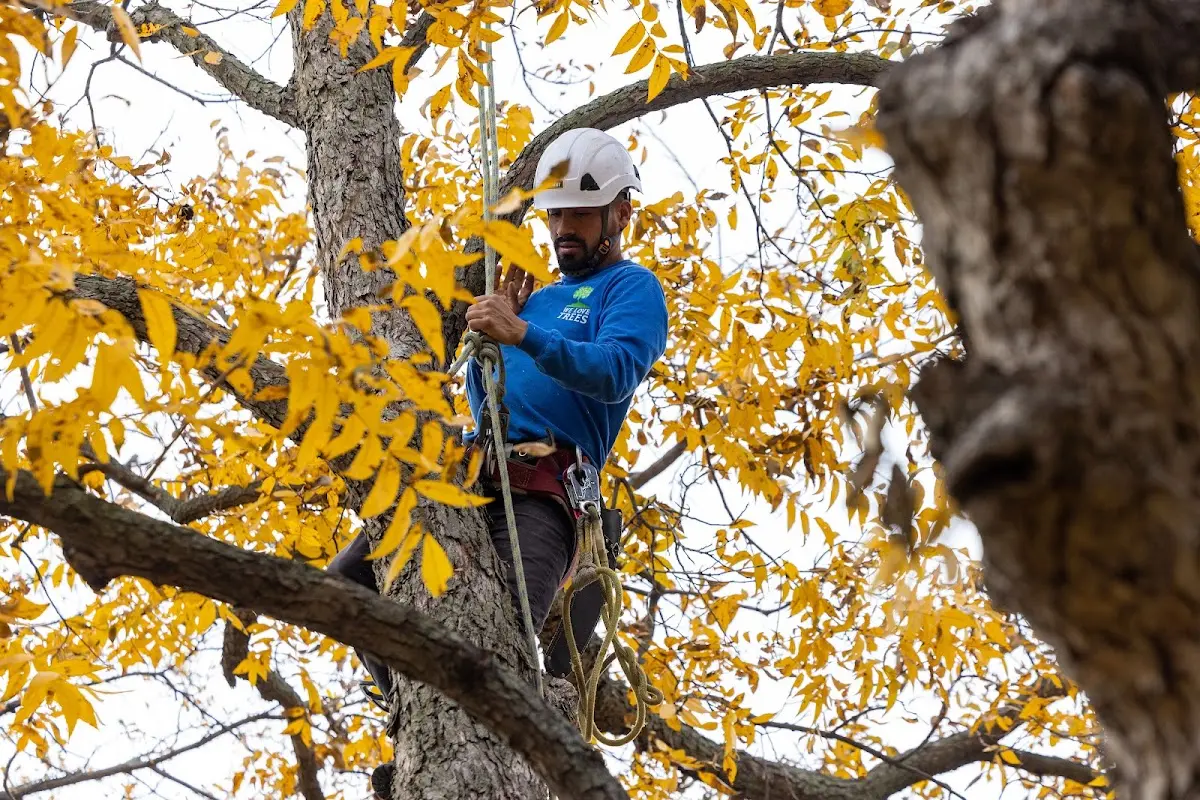 Skilled Tree Pruning crew working in Bay Pines