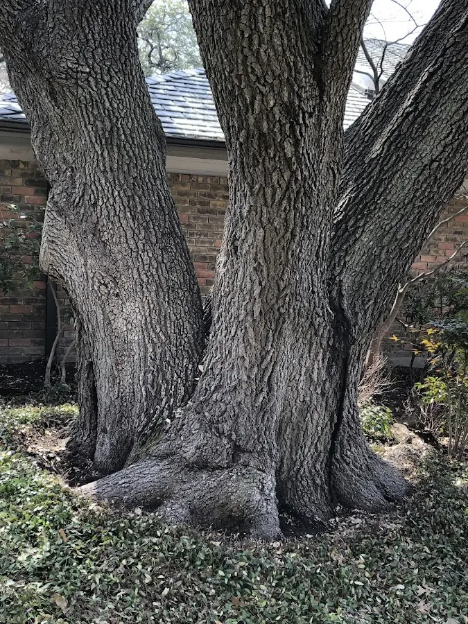 Mature heritage tree close to a Bay Pines property cared for by certified arborists