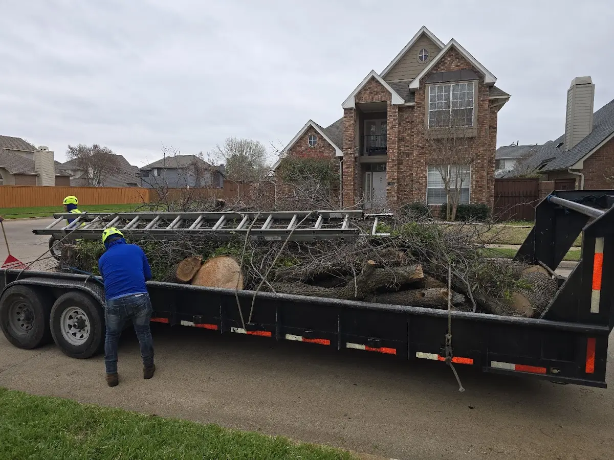 Expert Deadwooding with proper safety equipment in Bay Pines